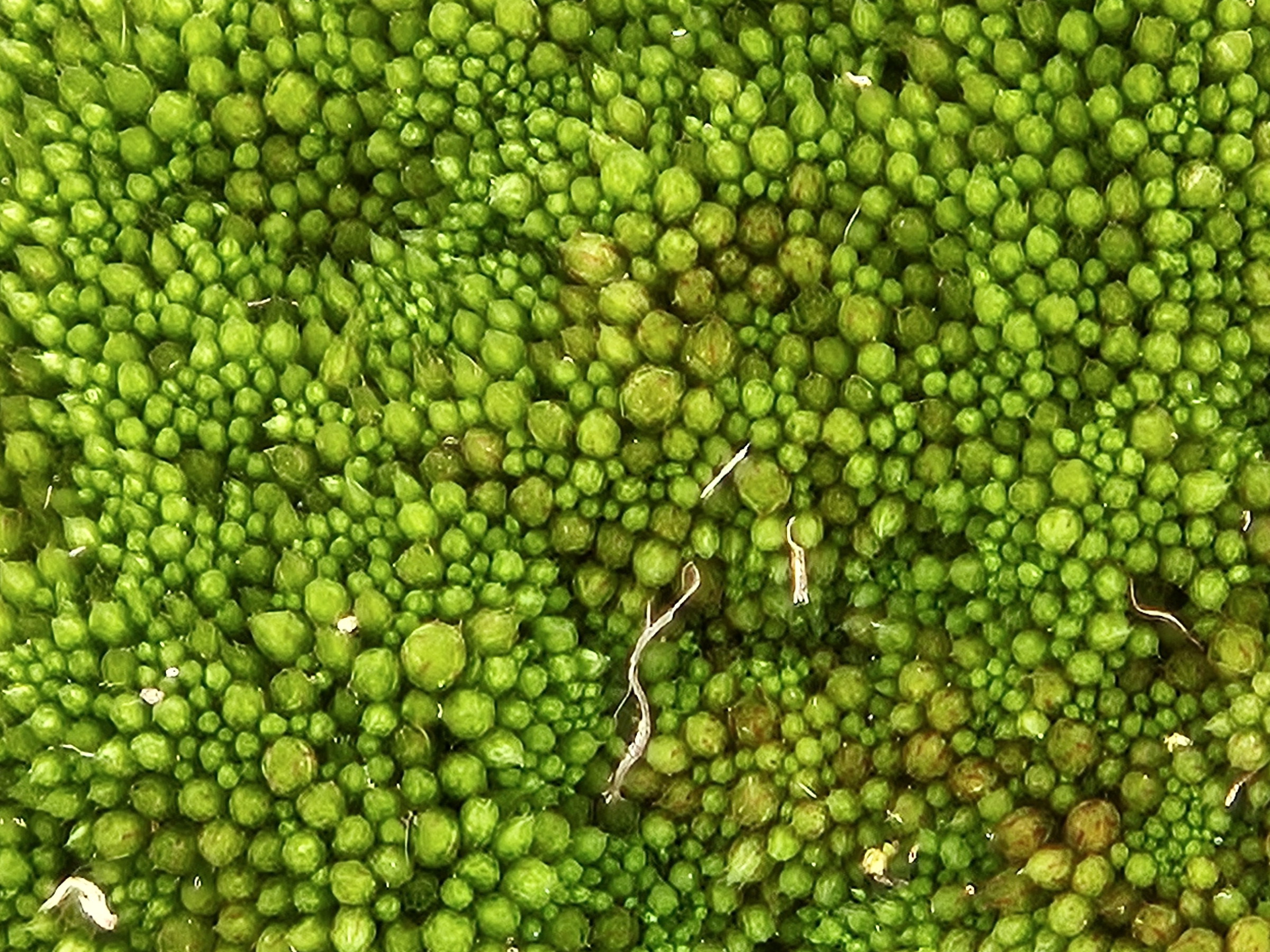A lichen